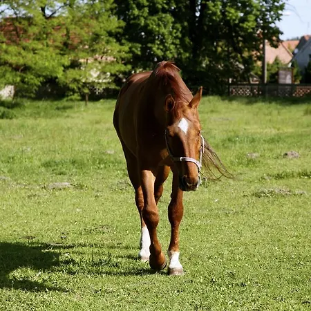 Bed & Breakfast Palace